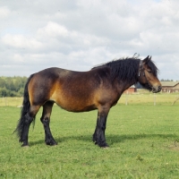 Picture of north swedish mare in sweden,