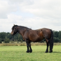 Picture of north swedish mare in sweden,