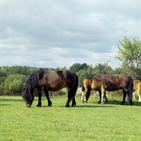 Picture of north swedish mares, one with foal suckling, in sweden,