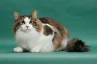 Picture of Norwegain Forest cat, crouching, brown classic tabby & white colour