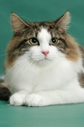 Picture of Norwegain Forest cat, portrait, brown classic tabby & white colour