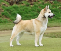 Picture of Norwegian Buhund side view