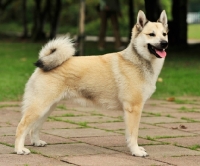 Picture of Norwegian Buhund