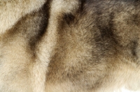 Picture of Norwegian Elkhound coat