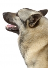 Picture of Norwegian Elkhound looking ahead on white background