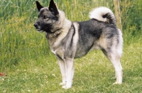 Picture of Norwegian Elkhound on grass