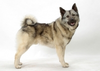 Picture of Norwegian Elkhound on white background