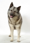 Picture of Norwegian Elkhound on white background, front view