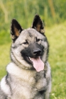 Picture of Norwegian Elkhound portrait