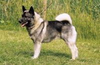 Picture of Norwegian Elkhound posed