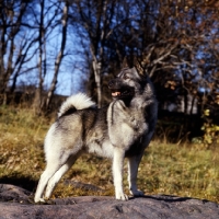 Picture of norwegian elkhound, skogsmarkens skott