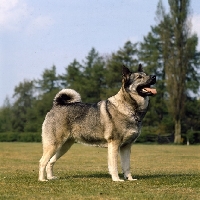 Picture of norwegian elkhound standing in a field