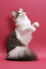 Picture of Norwegian Forest  Cat looking up, standing on hind legs, blue classic tabby & white colour