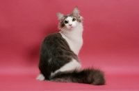 Picture of Norwegian Forest  Cat looking back, blue classic tabby & white colour