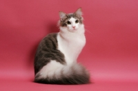 Picture of Norwegian Forest  Cat sitting on pink background, blue classic tabby & white colour