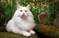 Picture of norwegian forest cat amongst greenery