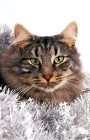 Picture of Norwegian Forest cat amongst tinsel