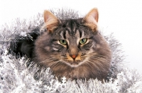 Picture of Norwegian Forest cat amongst tinsel