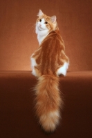 Picture of Norwegian Forest Cat back view