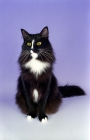 Picture of Norwegian Forest cat, black and white
