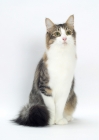 Picture of Norwegian Forest cat, front view