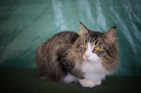 Picture of norwegian forest cat, green background