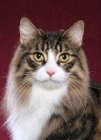 Picture of Norwegian Forest Cat, head study on burgundy background