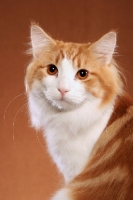 Picture of Norwegian Forest cat, head study