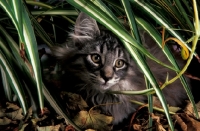Picture of norwegian forest cat, hiding