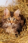 Picture of Norwegian Forest cat in straw
