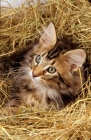 Picture of Norwegian Forest cat in straw