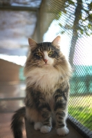 Picture of Norwegian Forest Cat international champion Quadzilla's Sirius sitting on a cat shelf