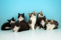 Picture of Norwegian Forest cat kittens