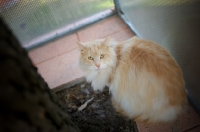 Picture of norwegian forest cat looking at camera