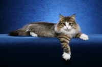 Picture of Norwegian Forest cat lying down