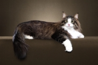 Picture of Norwegian Forest Cat, lying down