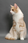 Picture of Norwegian Forest Cat lying down, Cream Mackerel Tabby & White