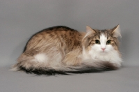Picture of Norwegian Forest cat lying down on grey background, brown mackerel tabby & white