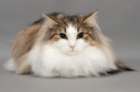Picture of Norwegian Forest cat lying down, brown mackerel tabby & white