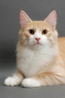 Picture of Norwegian Forest Cat lying down, Cream Mackerel Tabby & White