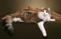 Picture of Norwegian Forest Cat near a log
