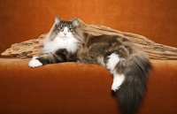 Picture of Norwegian Forest Cat near log