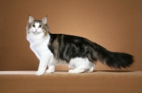 Picture of Norwegian Forest Cat on beige background