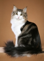 Picture of Norwegian Forest Cat on beige background