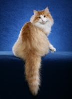 Picture of Norwegian Forest Cat on blue background