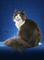 Picture of Norwegian Forest Cat on blue background, back view