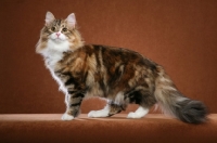 Picture of Norwegian Forest Cat on brown background