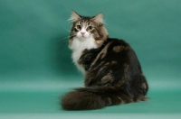Picture of Norwegian Forest Cat on green background