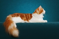 Picture of Norwegian Forest Cat on teal background