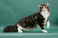 Picture of Norwegian Forest Cat, one leg up, on green background